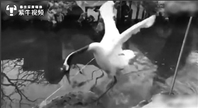  视频中，丹顶鹤被剪掉了飞羽。