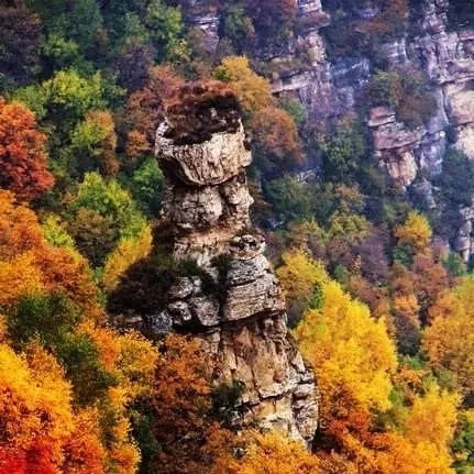 在海拔1600米的地方看漫山遍野的红桦,好生浪漫!|红桦林|白石山|红桦|漫山遍野|海拔_新浪新闻