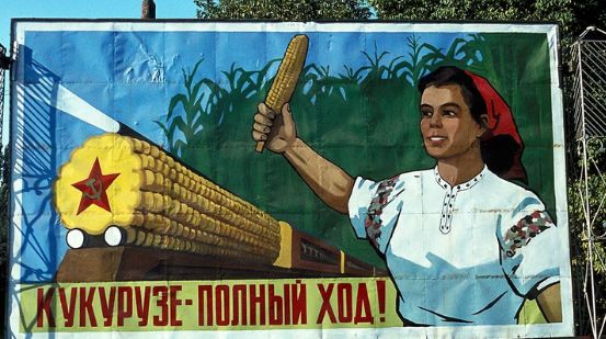 多年实践证明:全国各地大种特种玉米,虽然运动开头产量有所增加,某些