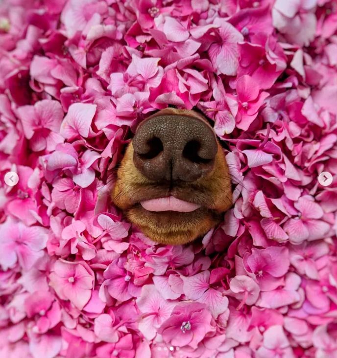 在各种物品衬托下的可爱狗鼻子