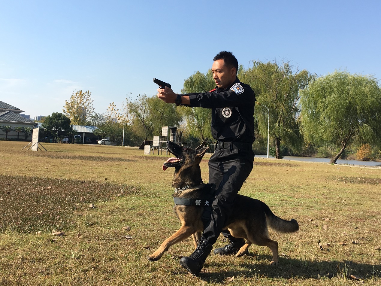 除了卖萌它们还能守卫平安快来瞧瞧警犬特种兵们的绝技