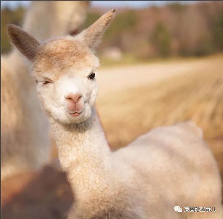 羊驼产生可以消灭新冠病毒的抗体,未来拯救人类? 听着很美好,然而.