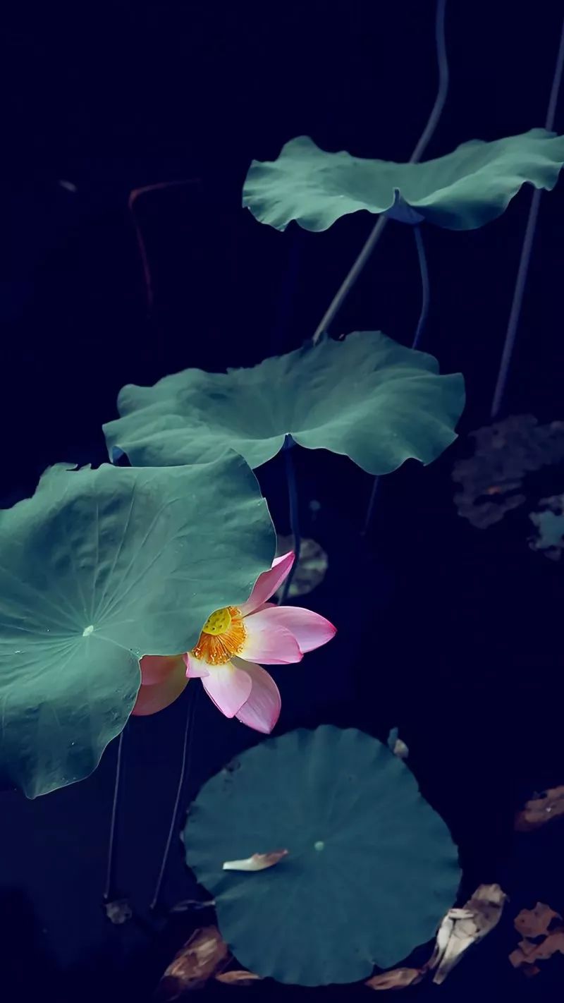 壁纸|炎炎夏日,它们才是你最好的静心伙伴!