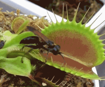 没有一击致命的绝招只能通过"易容术"来躲避天敌▼竹节虫可以改变体色