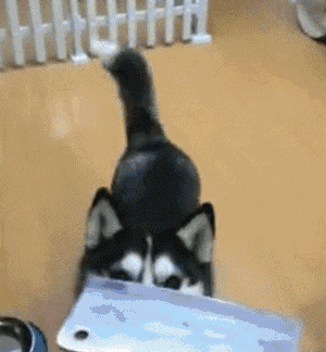 正文  哈士奇准备教家里的小二哈如何越狱   对于这种简单难度的栅栏