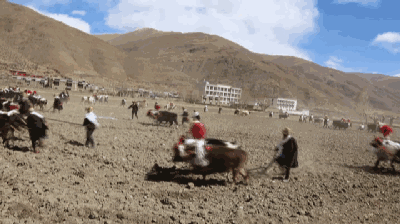 航拍| 西藏农耕:与大自然搏斗千年的"活化石"|大自然|春耕|耕牛_新浪