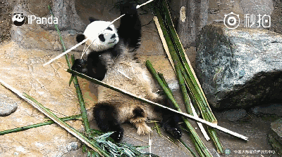 有一种吃法,叫劈头盖脸|竹子|大熊猫|吃法_新浪新闻