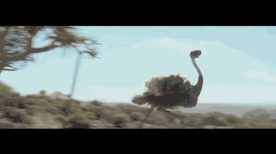 千万别小看鸵鸟