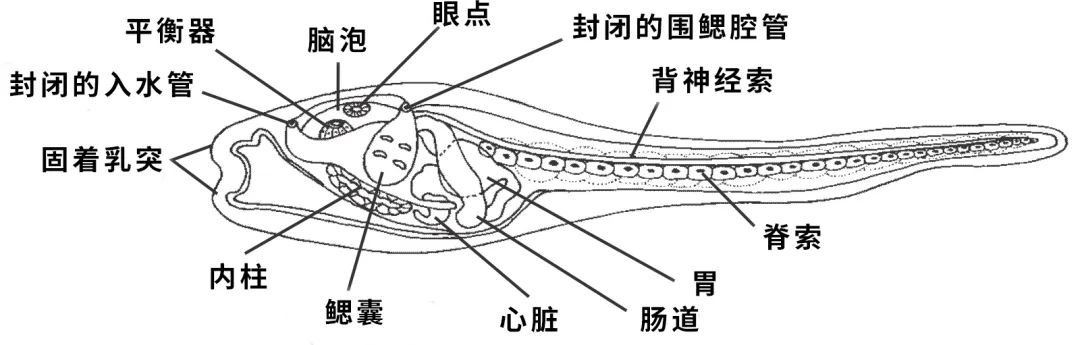 尽管没有脊椎,无脊椎动物们也是有支撑身体的结构的,比如海鞘的脊索