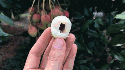 入夏"第一颗"妃子笑,汁水四溢,鲜甜无比!|【鸿优选】__财经头条