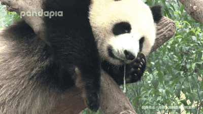 文章转自微信公众号:年糕妈妈关键词 :宝宝口水护肤霜0条评论|0人参与