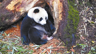 重返森林为大熊猫探寻回家路