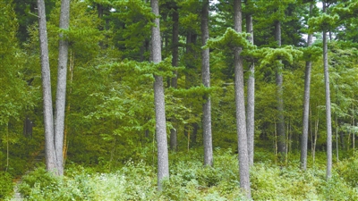 树木传奇 若没有红松谁擎起蓝天 手机新浪网