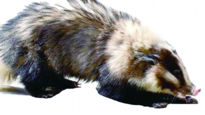3万斤好西瓜被猪獾拱了一半|野生动物|野兽|西瓜_新浪新闻