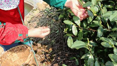 和周阿姨一样的外地采茶工,炒茶工其实还有很多,他们像迁徙的鸟儿一样