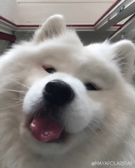 当萨摩耶听说你心情不好时