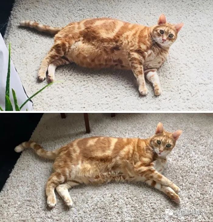 猫咪|减肥|体重_新浪新闻