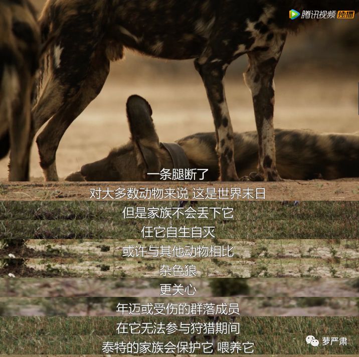 7 bbc这部纪录片中动物比人有演技 | 周末谈