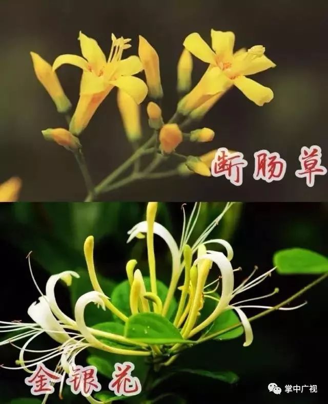 而金银花的花冠呈唇形,花朵呈喇叭状,是离瓣花,并且金银花初开时花朵