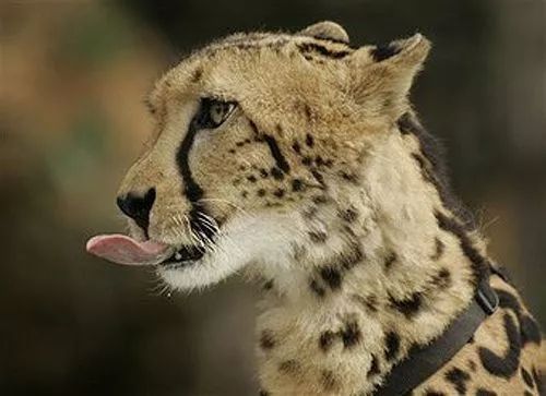 吐舌头的小动物们简直太萌了