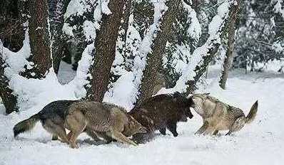 一野猪战三野狼牛气冲天, 但最终败在狼群下