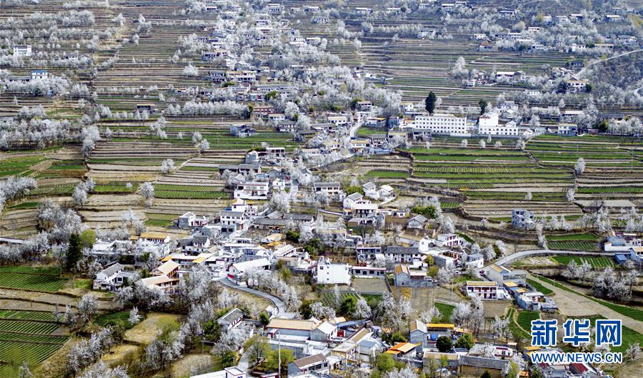 四川金川梨花铺就乡村振兴路