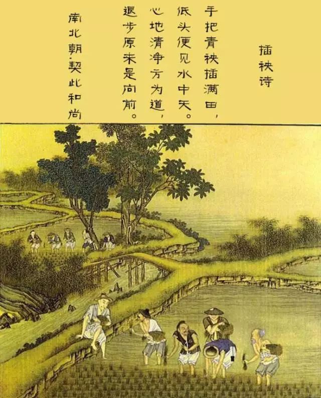 插秧|我们每个人心里,都有一片水稻田|插秧诗|秧苗|插秧_新浪新闻