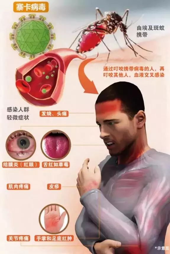 不仅如此,埃及伊蚊还是黄热病,寨卡病毒病的重要传播媒介,是国际公认