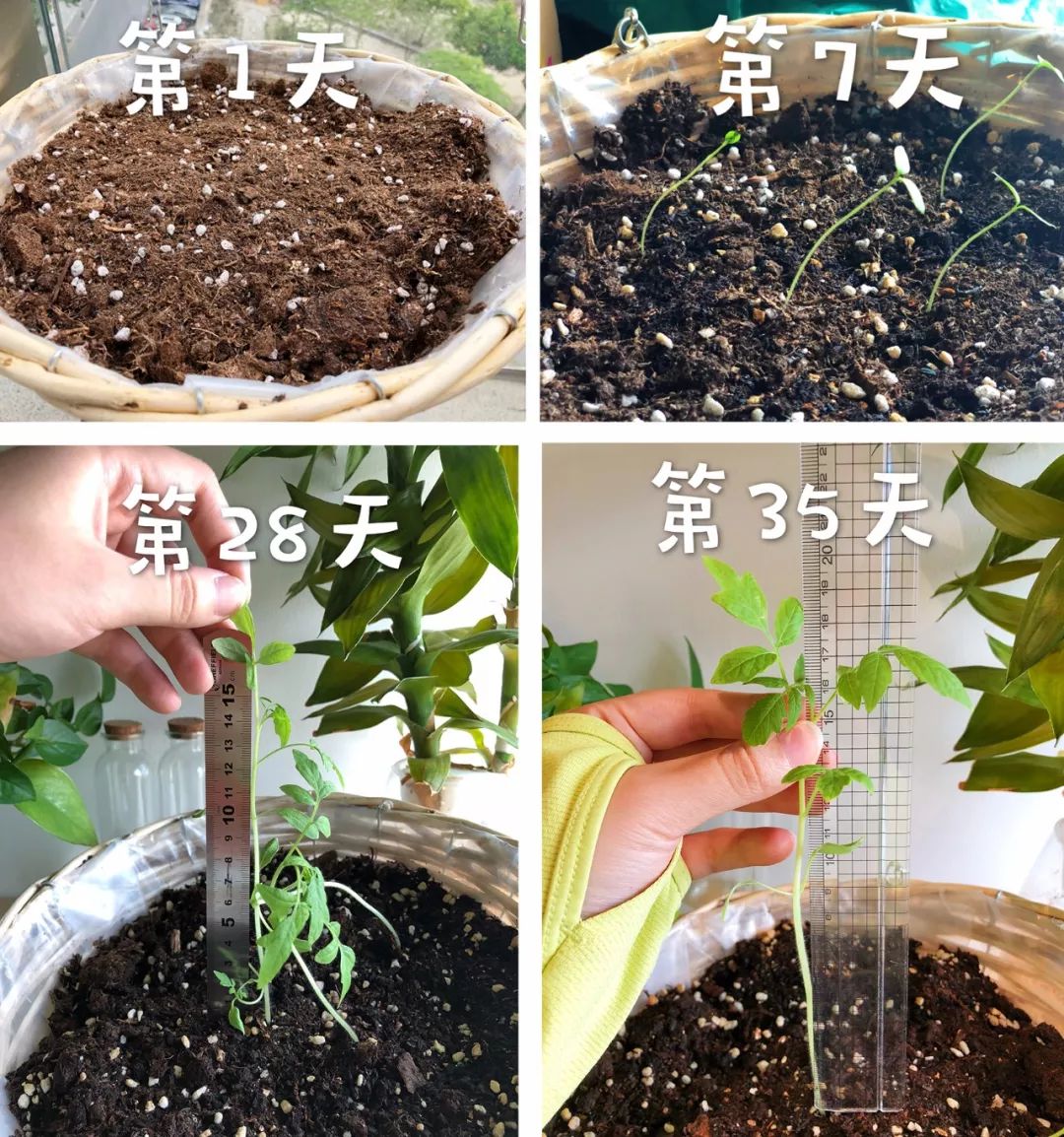宝宝自己能种出小番茄迷你向日葵小辣椒荷兰进口套装种子土壤肥料工具