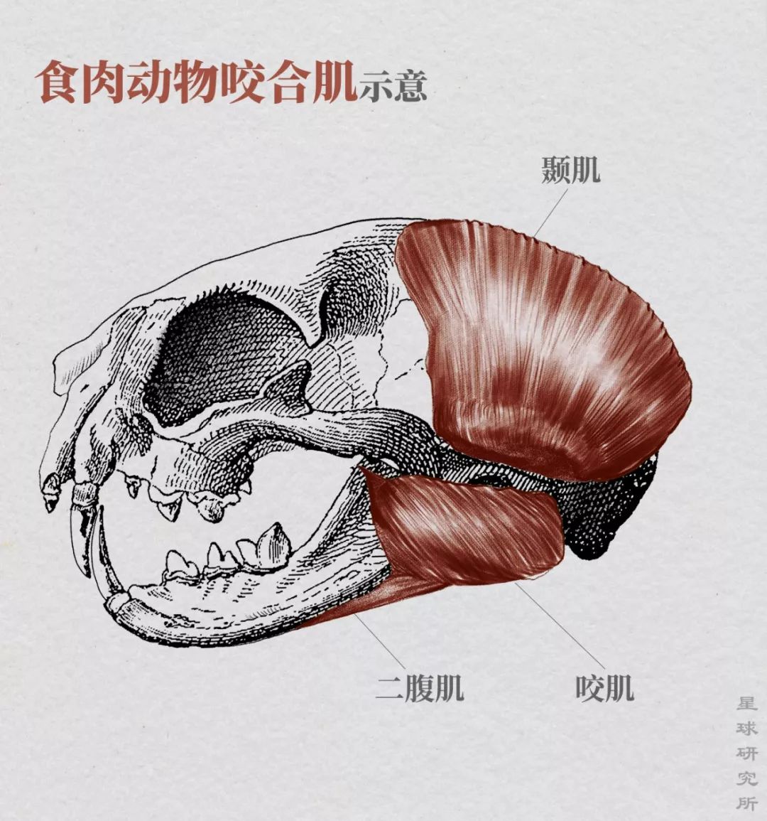 如果没有人类,世界属于大猫