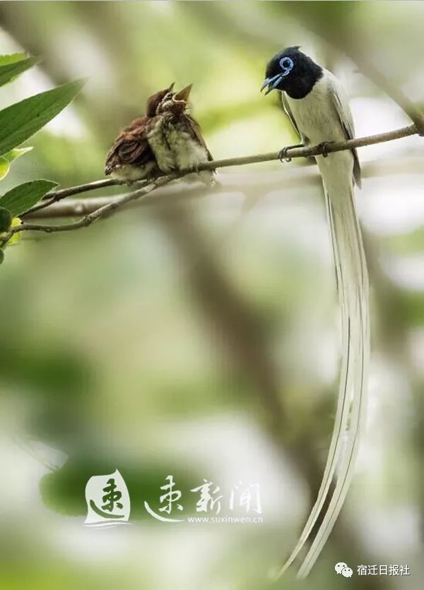 泗洪观鸟园发现珍贵绶带鸟