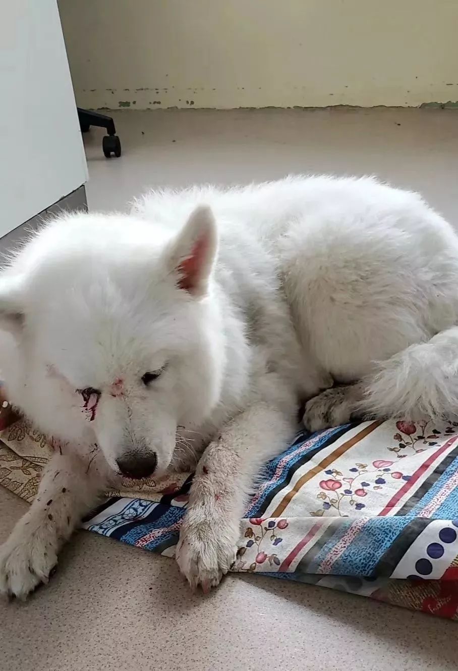 吉林松江小区一萨摩犬遭主人暴打后抛弃 一只眼睛瞎了 幸得好心人救治