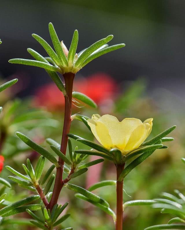 太陽花根莖軟倒伏不開花,抓緊時間