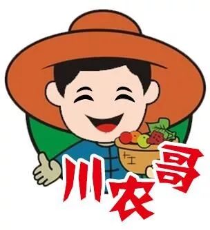 当大葱扎根高原,会发生什么化学反应?