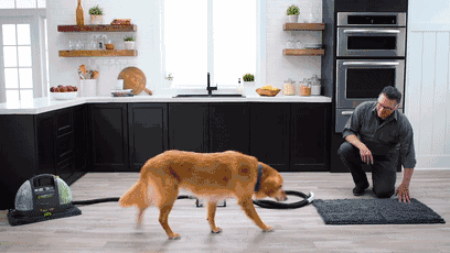 爱掉毛狗狗排名top5,比猫更严重?