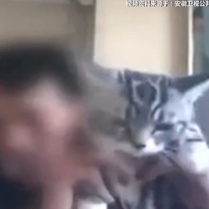 男子不满分手求复合 自拍虐女友宠物猫视频威胁对方