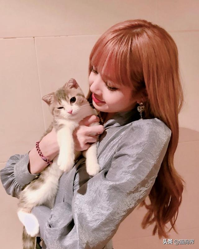 "人间芭比"lisa和猫咪的合影前几张温馨,最后一张确定是猫咪吗