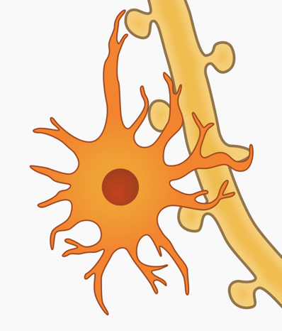 神经胶质细胞手绘图图片