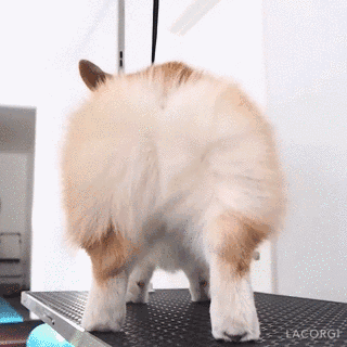 叫geordi的柯基也横空出世了个超会赚钱的屁股但谁知在狗界有个3千万