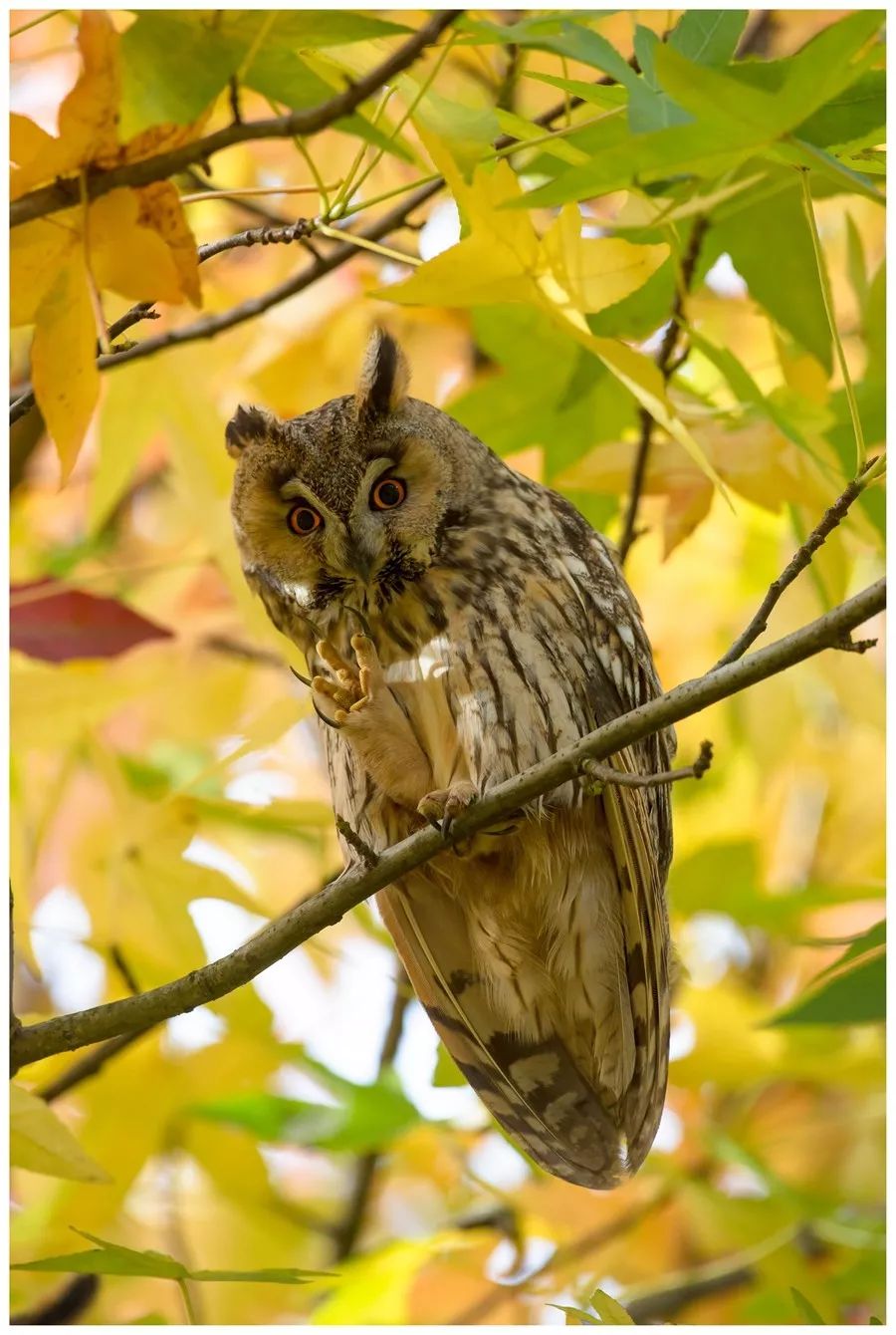 千万人口的大都市还有好多猫头鹰这事在北京曾经存在过