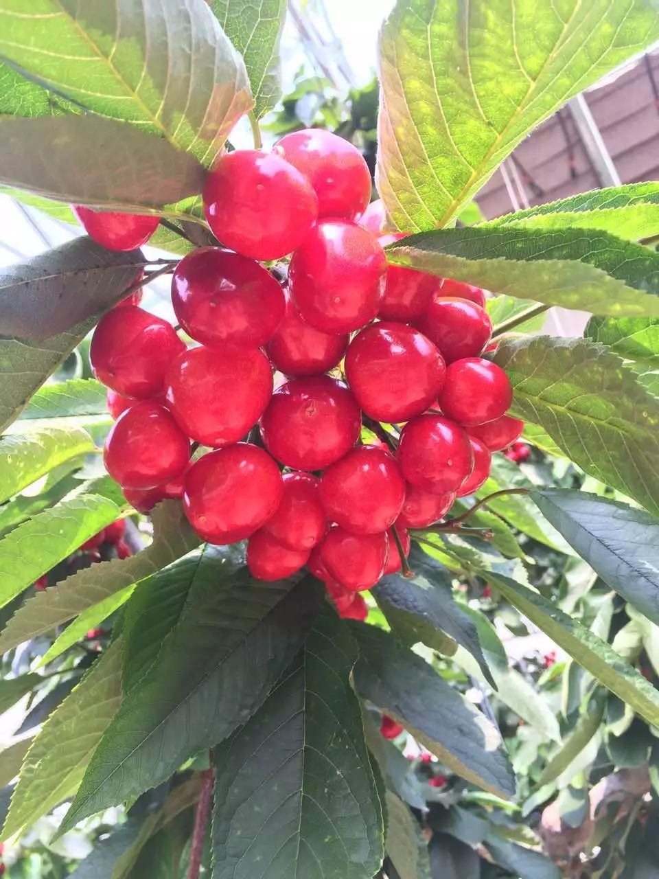熟透的得利寺大樱桃,个大肉厚,纯甜味正,果园现摘直达舌尖!
