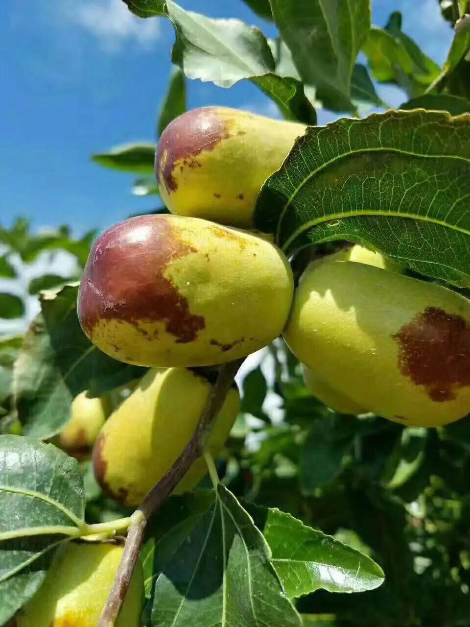 58元买一赠一|和田|骏枣|新疆_新浪新闻