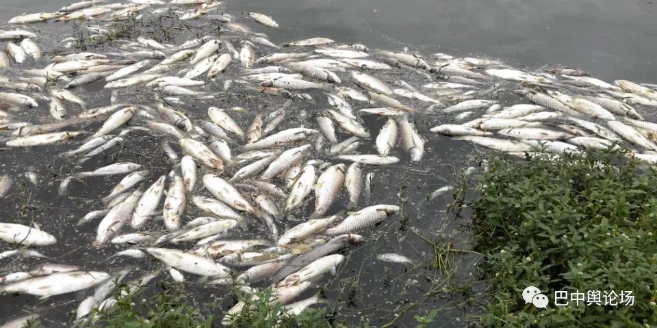 太惨了!巴中一鱼塘两三天内出现大量死鱼,怀疑遭人"投毒"