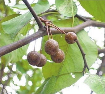 有市民去武汉市琴台公园游玩时,看到园内棠梨树枝头挂满了累累果实