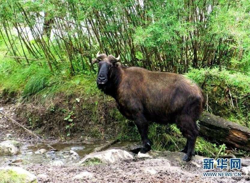 怒江现国家一级保护动物羚牛