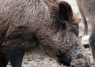 猪连襟是什么部位