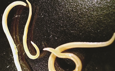 在西伯利亚冰封了数万年 两条线虫被成功"复活"