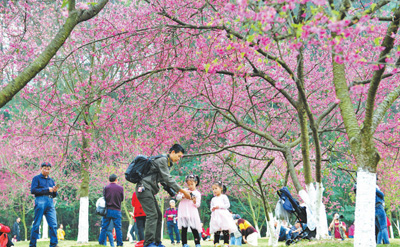 2月5日，广西南宁石门森林公园，樱花绚烂绽放，吸引数万市民前来赏樱游玩，感受春天的气息。　　喻湘泉摄（影像中国）