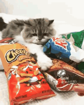 把猫独自留在家,每次都会有"惊喜"|喵星人|猫|猫粮_新浪新闻