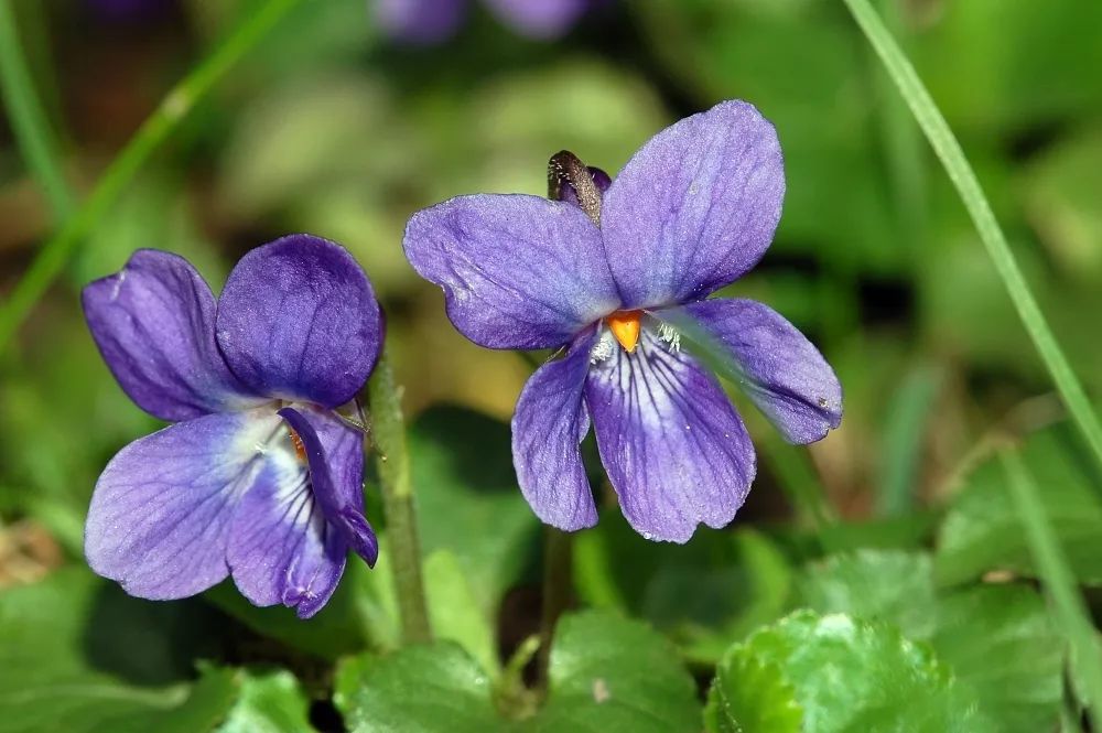 Violet为什么错译成紫罗兰 这是一个关于前任的故事 财经头条 Violet为什么错译成紫罗兰 这是一个关于前任的故事 财经头条